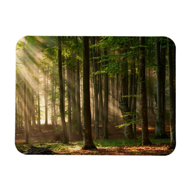 Skogar | Höstskog Magnet (Horisontell)