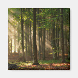 Skogar Höstskog Magnet