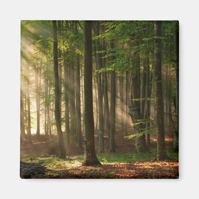 Skogar | Höstskog Magnet (Framsidan)