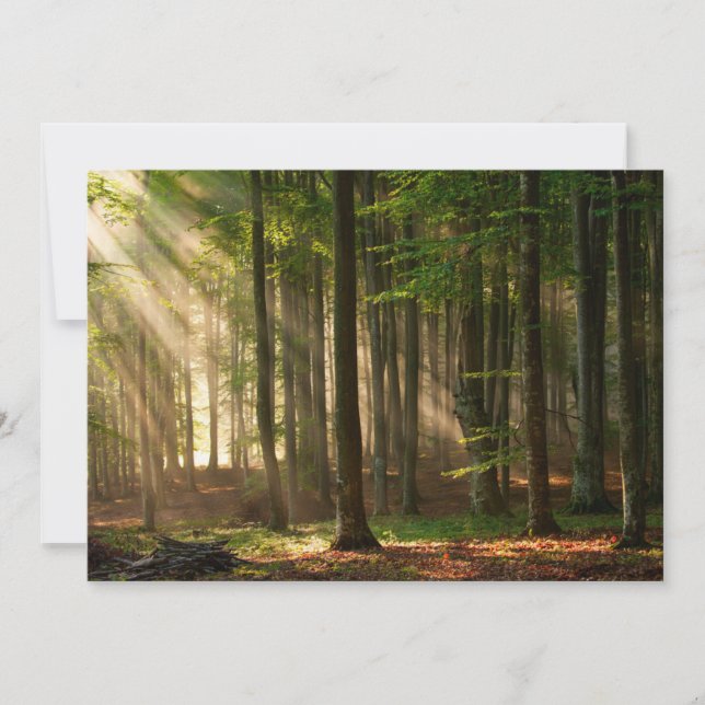 Skogar | Höstskog Tack Kort (Framsida)