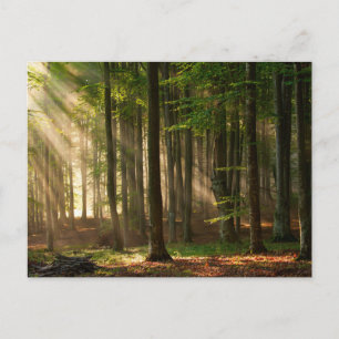 Skogar   Höstskog Vykort