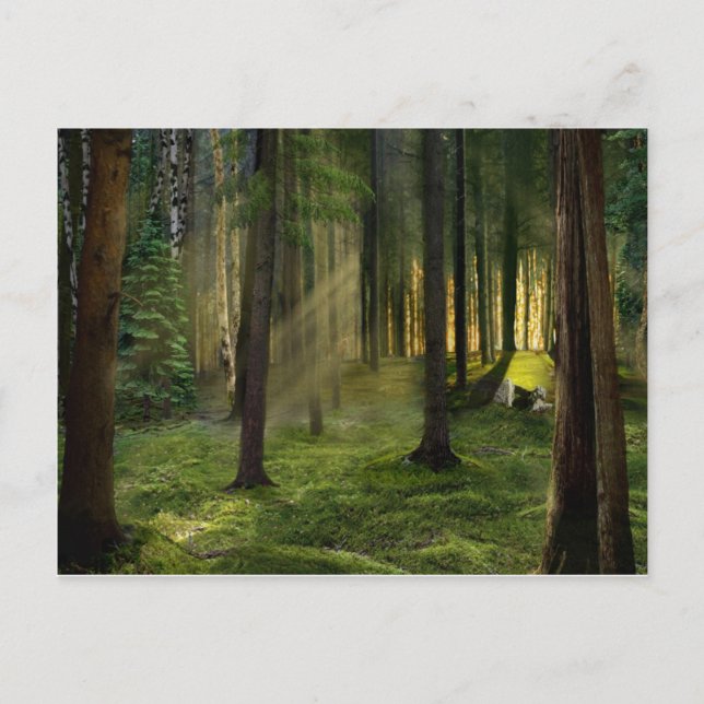 Skogar i Dawn Vykort (Framsida)