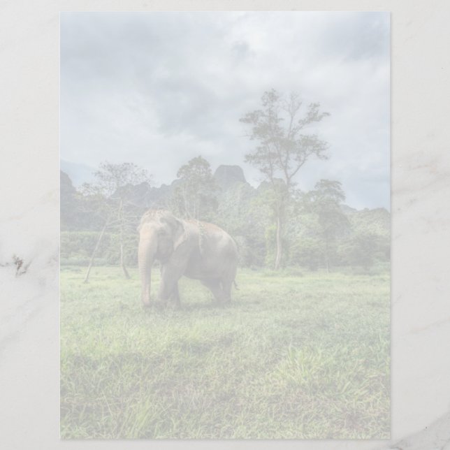 Skogar | Kao Sok nationalpark (Framsida)