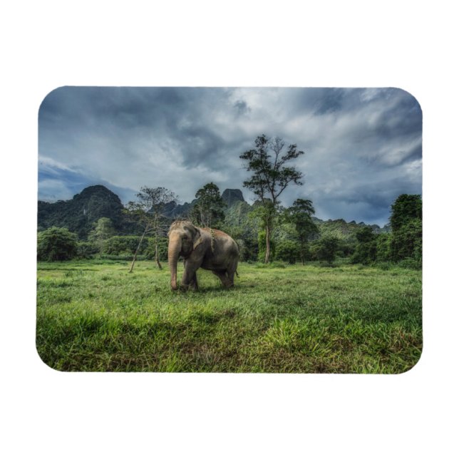 Skogar | Kao Sok nationalpark Magnet (Horisontell)