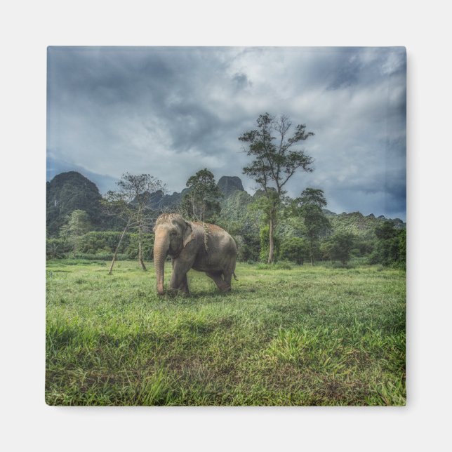 Skogar | Kao Sok nationalpark Magnet (Framsidan)