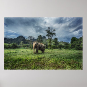 Skogar Kao Sok nationalpark Poster