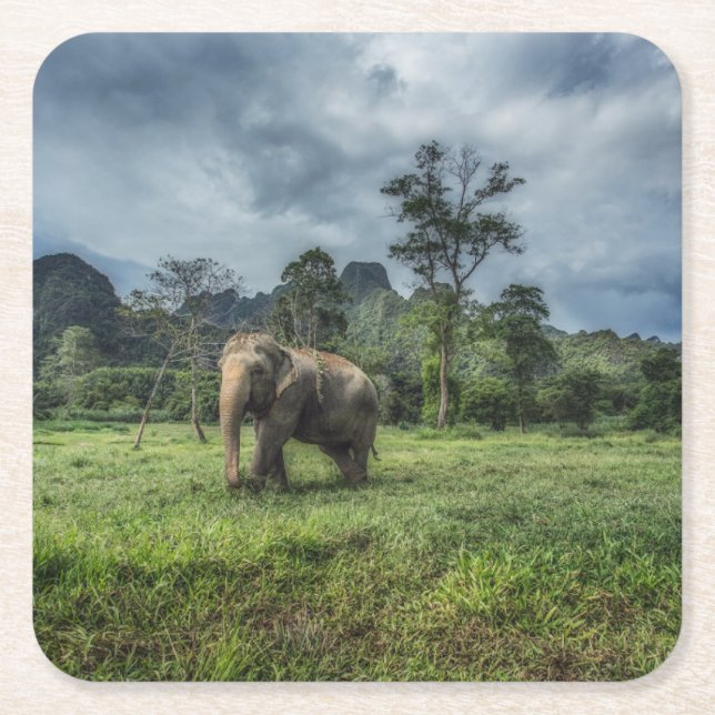 Skogar | Kao Sok nationalpark Underlägg Papper Kvadrat (Framsidan)