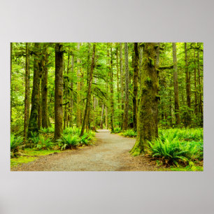 Skogar   Nationalpark i Olympiska spelen Poster