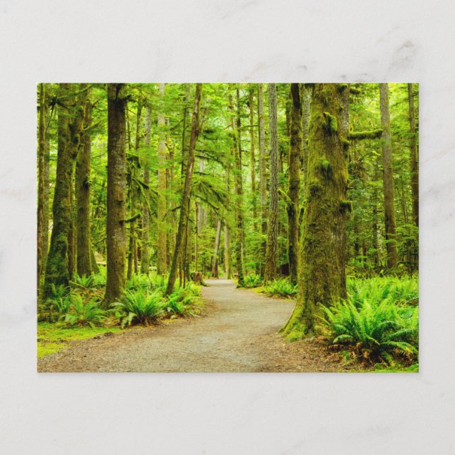 Skogar | Olympic National Park Vykort (Framsida)