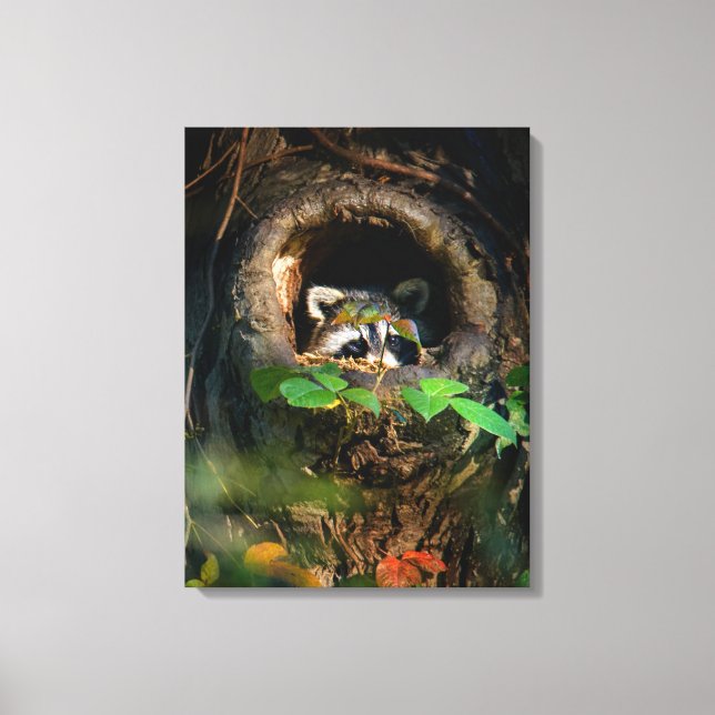 Skogar | Raccoon Peeking Canvastryck (Framsida)