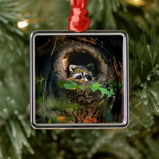 Skogar | Raccoon Peeking Julgransprydnad Metall (Träd)
