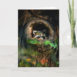 Skogar Raccoon Peeking Kort