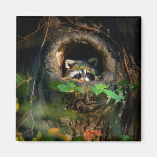 Skogar Raccoon Peeking Magnet