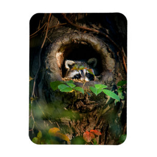 Skogar Raccoon Peeking Magnet