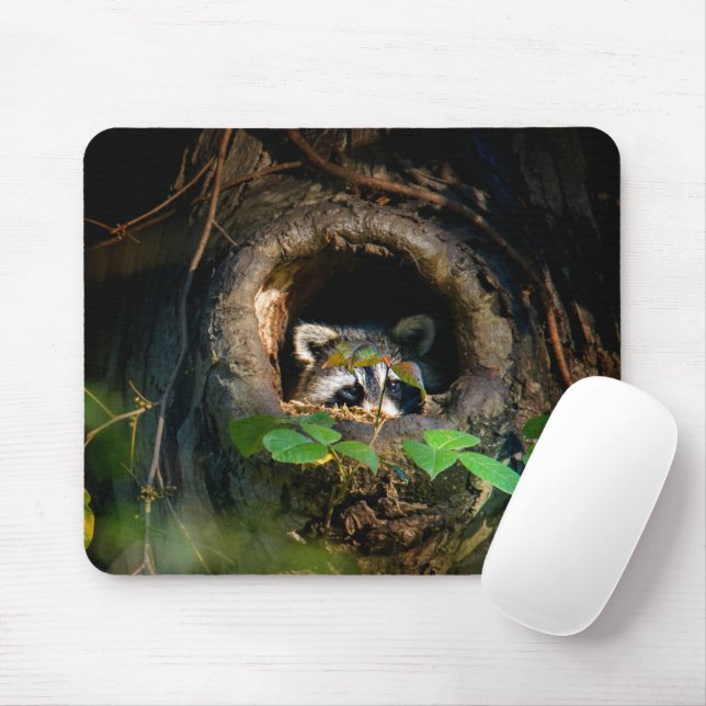 Skogar | Raccoon Peeking Musmatta (Med mus)