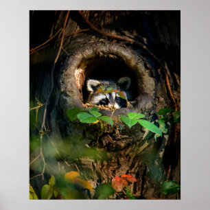 Skogar Raccoon Peeking Poster
