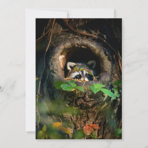 Skogar Raccoon Peeking Tack Kort