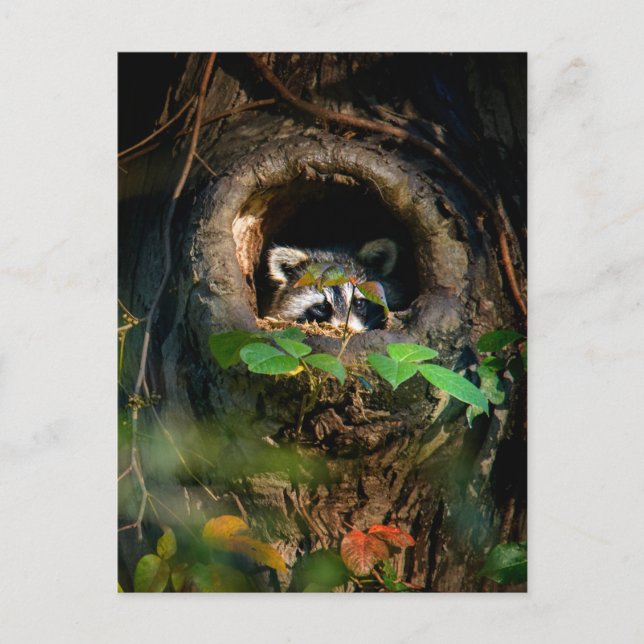 Skogar | Raccoon Peeking Vykort (Framsida)