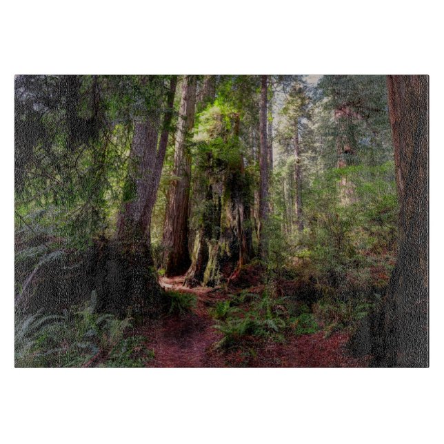 Skogar | Redwood Forest California (Framsidan)