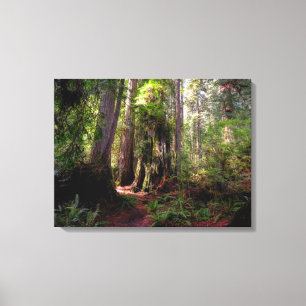 Skogar Redwood Forest California Canvastryck