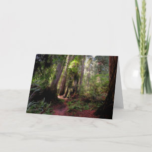 Skogar Redwood Forest California Kort