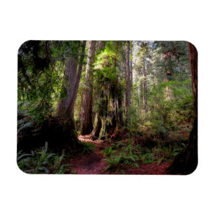 Skogar Redwood Forest California Magnet
