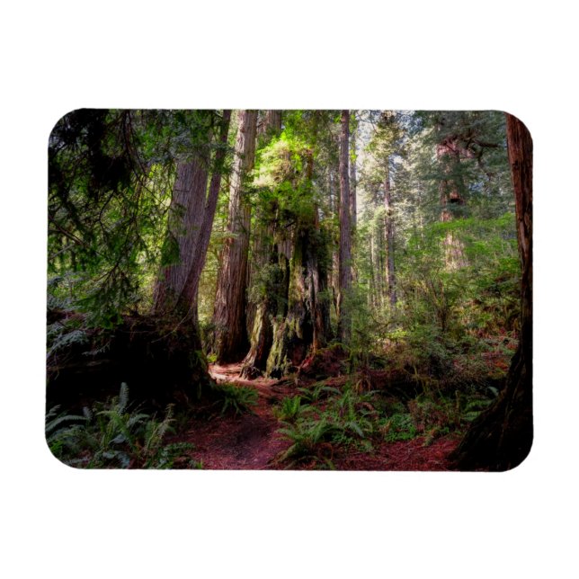 Skogar | Redwood Forest California Magnet (Horisontell)
