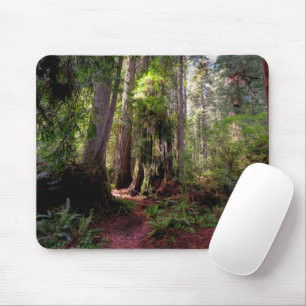 Skogar   Redwood Forest California Musmatta