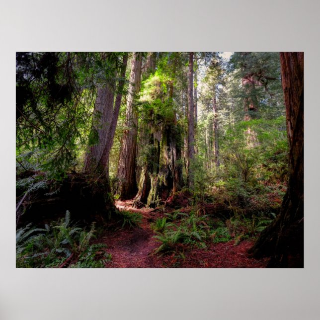 Skogar | Redwood Forest California Poster (Framsidan)