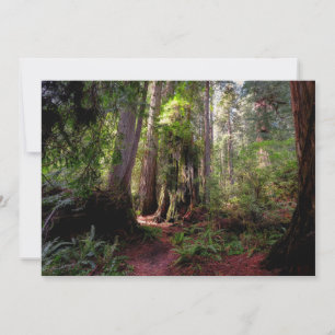 Skogar Redwood Forest California Tack Kort