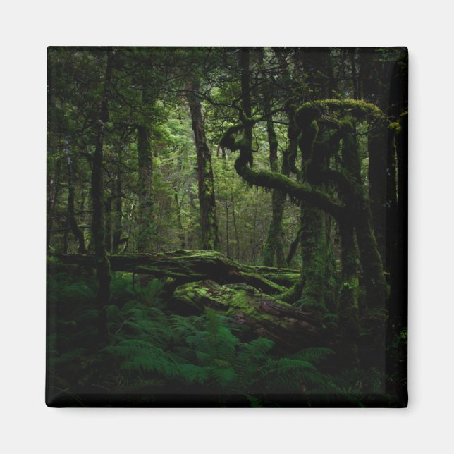 Skogar | Routeburn Track Fiordland nationalpark Magnet (Framsidan)
