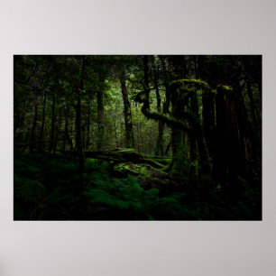 Skogar Routeburn Track Fiordland nationalpark Poster
