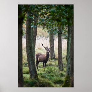 Skogar Skogsmark och röd Hjort Poster