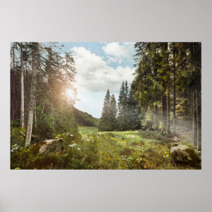 Skogar   Sol Peeking Thru Poster