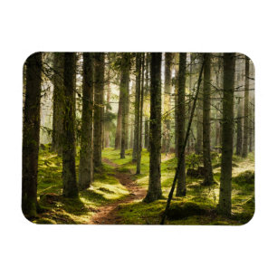 Skogar Sverigen Boreal Forest Magnet