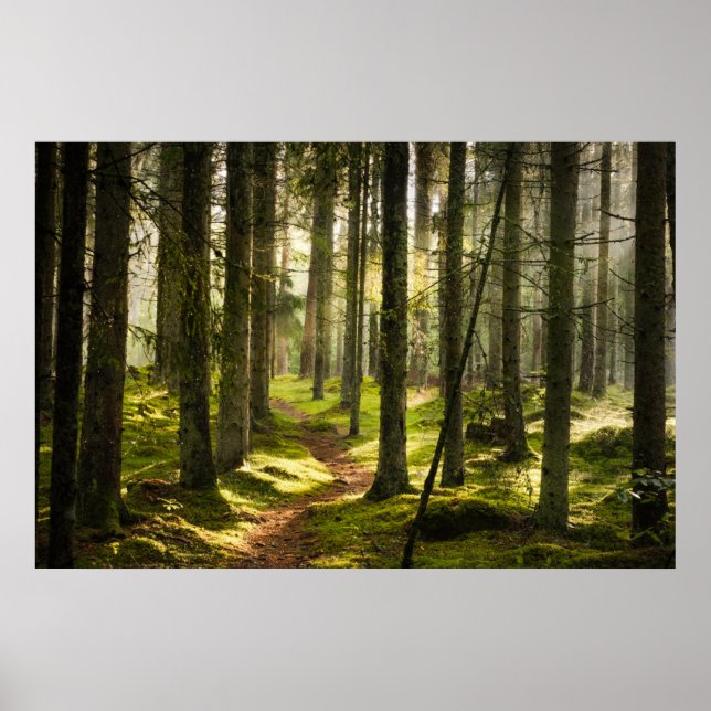 Skogar | Sverigen Boreal Forest Poster (Framsidan)