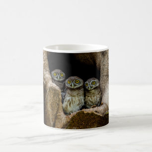 Skogar Tre Ugglor Tittar Kaffemugg