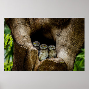 Skogar Tre Ugglor Tittar Poster