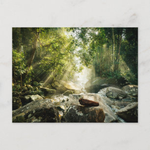Skogar   Tropical Jungle Forest Vykort