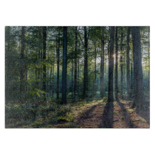 Skogar Tyskland svart skog