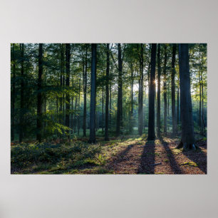 Skogar Tyskland svart skog Poster