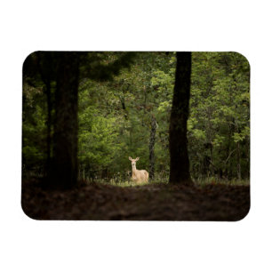 Skogar Vit Hjort i Skogen Magnet