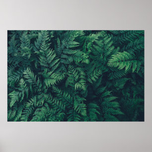 Skogar Woodland Ferns Poster