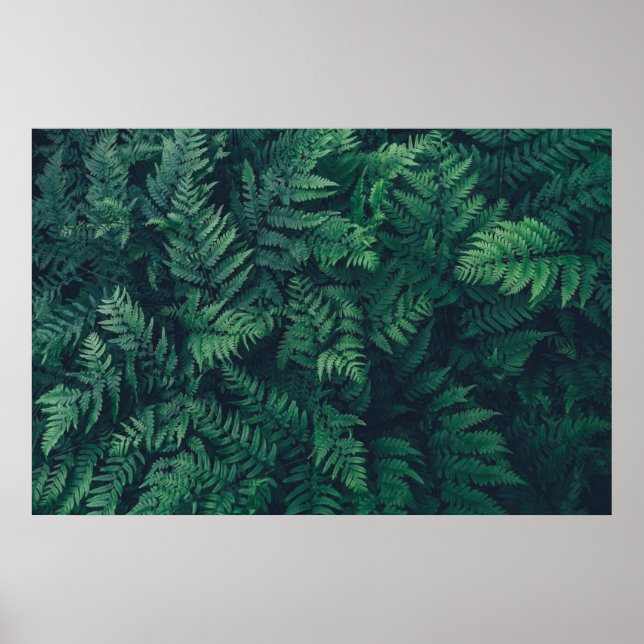 Skogar | Woodland Ferns Poster (Framsidan)