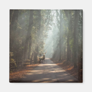 Skogar Woodland Stag Magnet