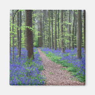 Skogen av Halle Halle, Belgien Magnet
