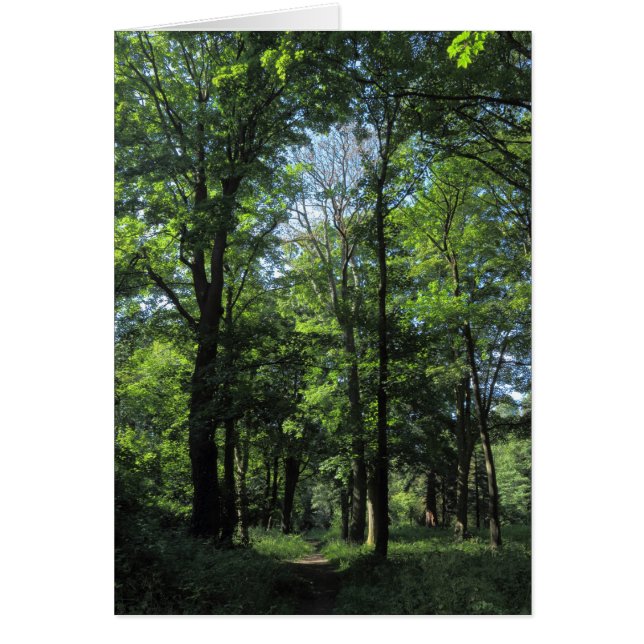 Skogen. Bute Park, Cardiff Hälsningskort (Framsidan)