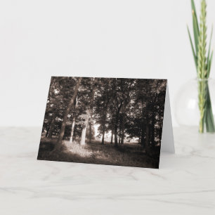 Skogen Bute Park, Cardiff II Kort