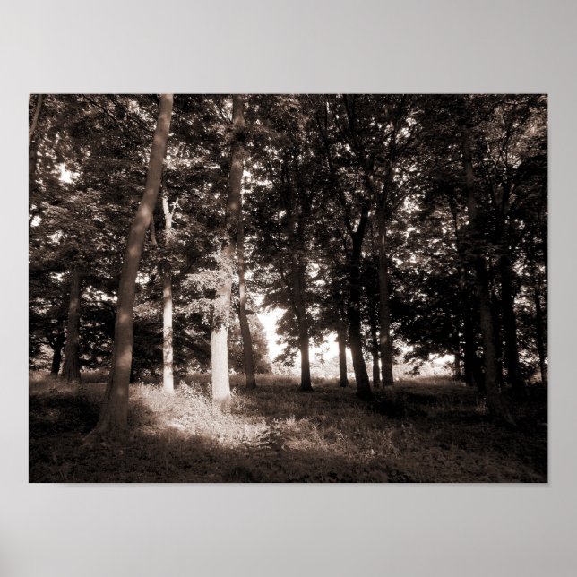 Skogen Bute Park, Cardiff II Poster (Framsidan)