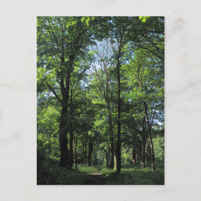 Skogen. Bute Park, Cardiff Vykort (Framsida)